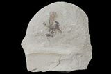 Two Fossil Ants (Formicidae)- Green River Formation, Utah #109209-1